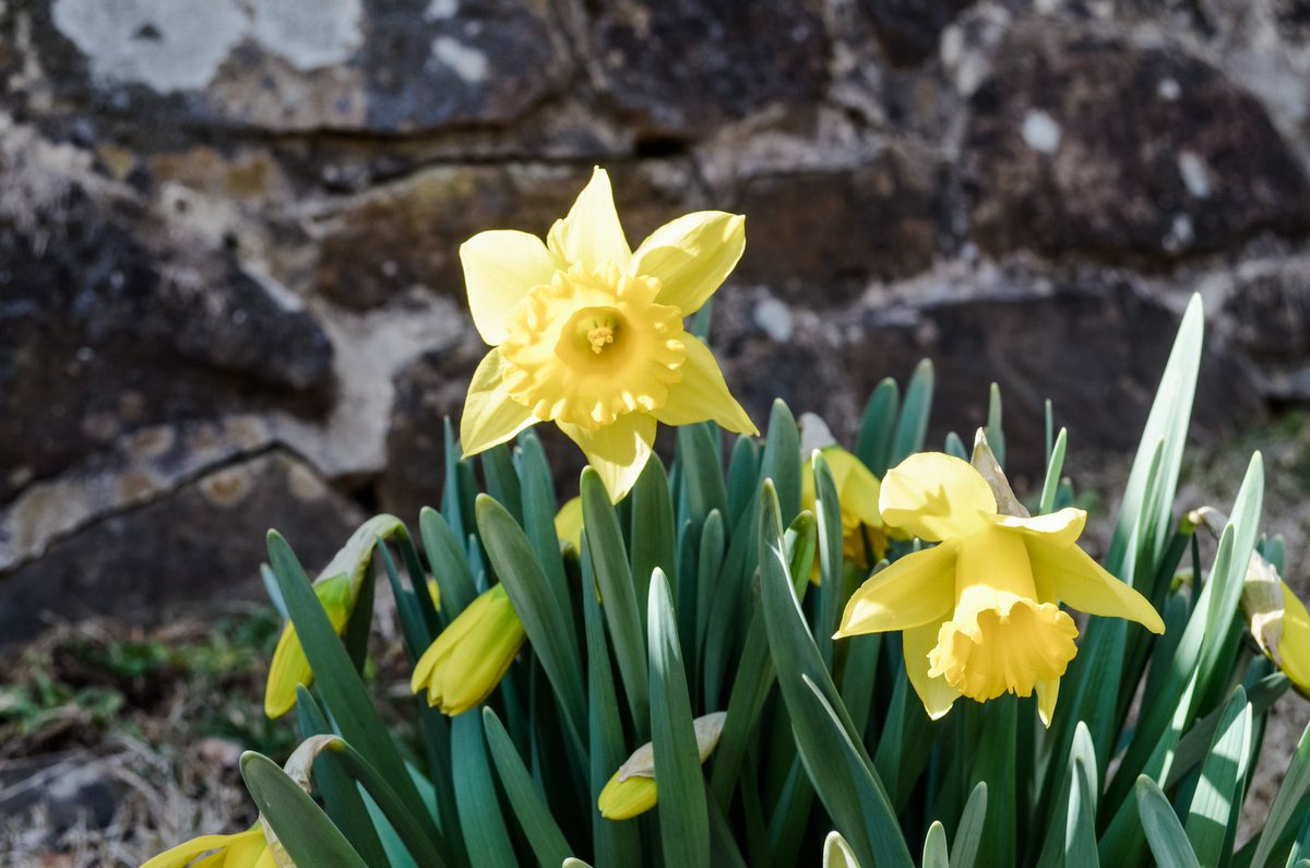 St. David's Episcopal tweet media