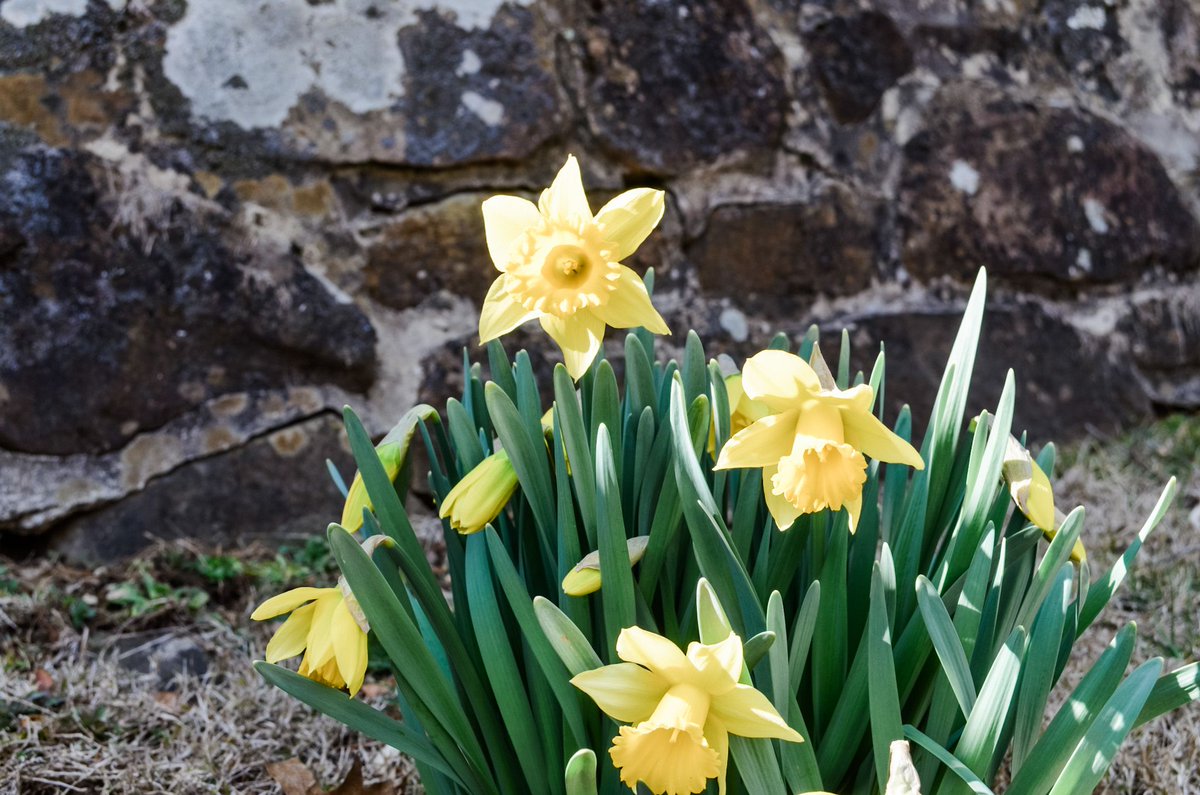 St. David's Episcopal tweet media