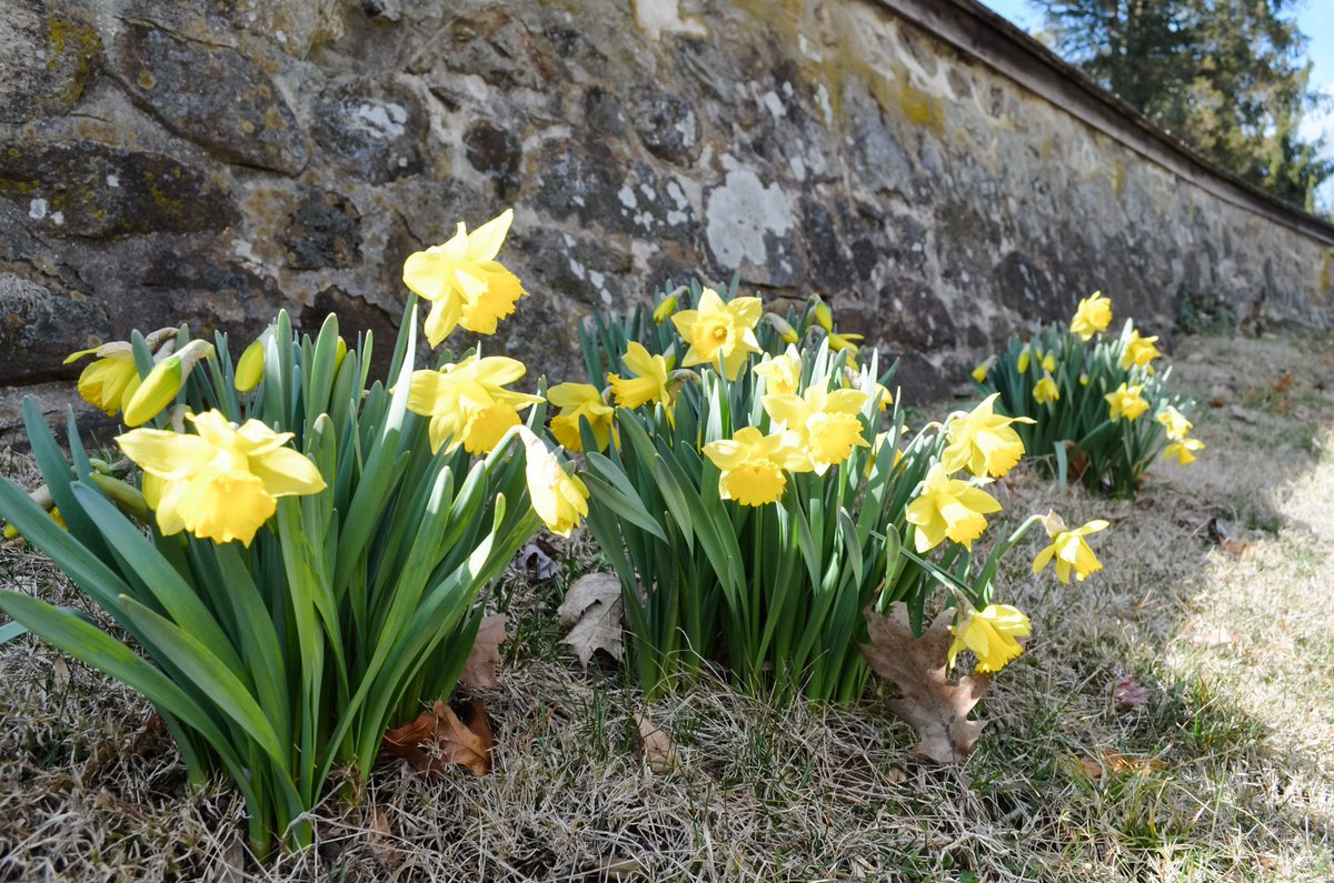St. David's Episcopal tweet media