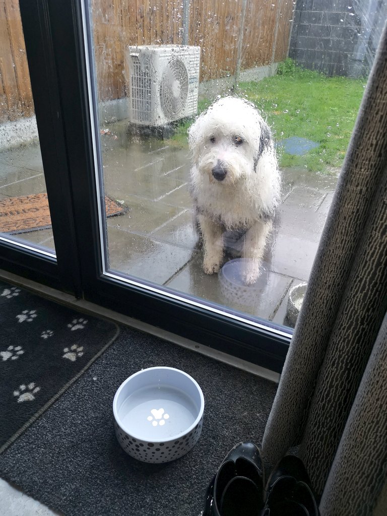 KimOC11's tweet image. The face of someone who is over this weather 🐕🌧️🌬️
#AnotherStorm #StormJorge