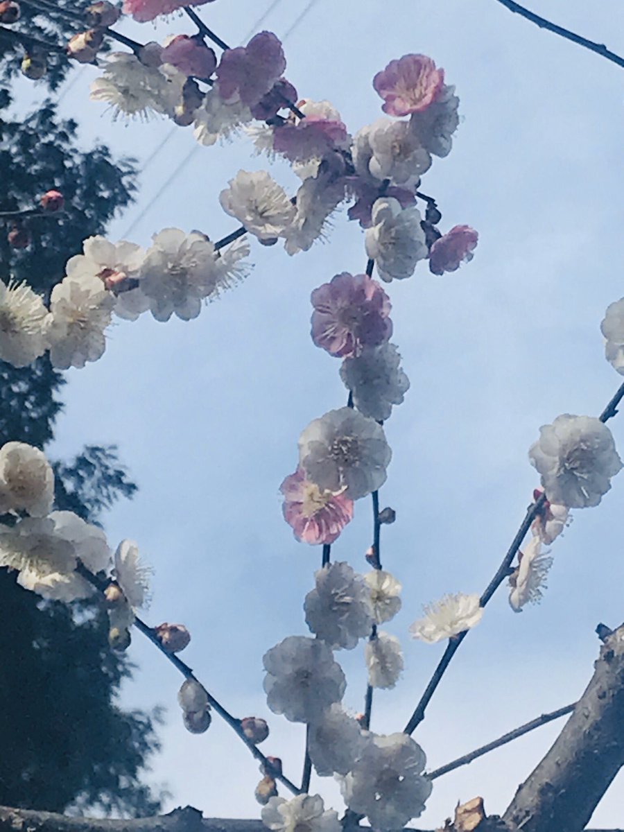 辻 寛之 En Twitter 旧木原生物学研究所 現在の横浜こども植物園 の隣にある梅林の梅 花弁の色 基本は白いんですが 一つの個体の中に とある枝だけ全部紅 白花の枝の中に とある花だけ紅 白い花だけど花弁一枚だけ紅 白い花の白い花弁に筋状に紅