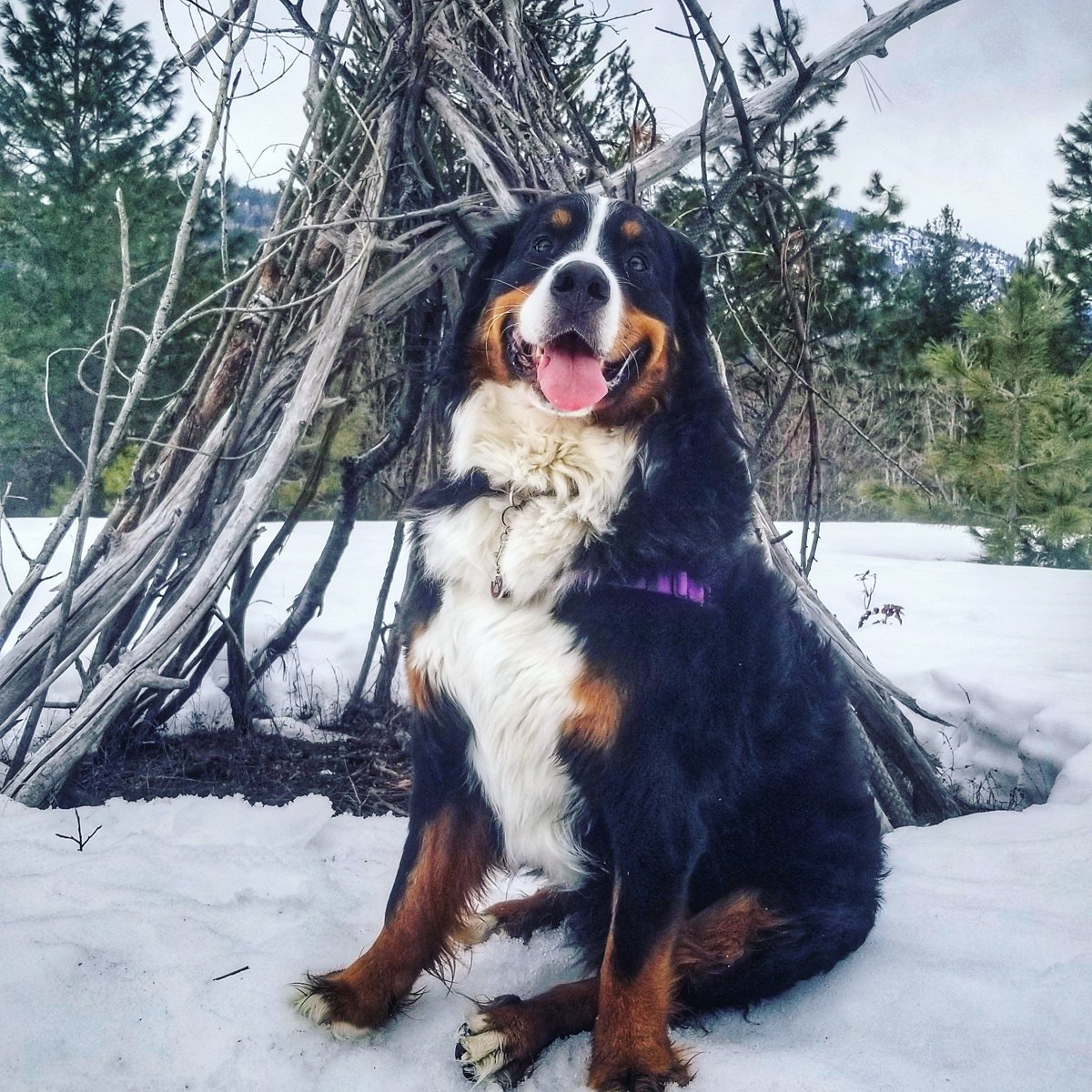 Bernese_Chloe's tweet image. Happy Saturday everypawdy! Hope your weekend is full of adventure!! 🐾💜
#weekend #SaturdayMorning