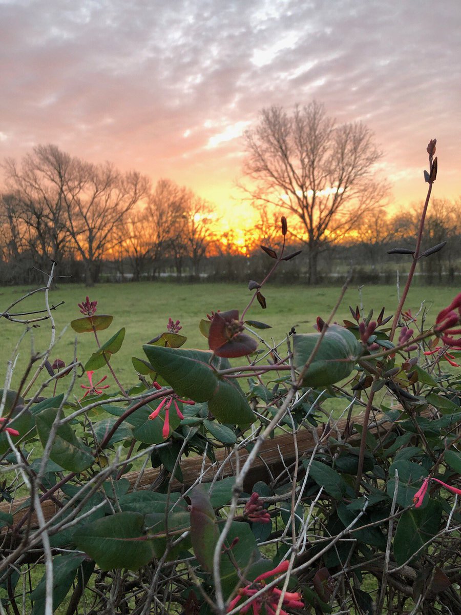 My hubby took this gorgeous sunrise pic this morning. ❤️ #texassunrise
#thislifeinthepasture #texas #pasturedeficitdisorder #PDD
