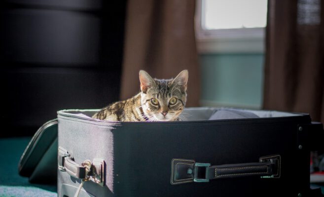 petvanlines1's tweet photo. Pet Shipping – Things You Need to Know https://t.co/zPkRy3Y2F9  #pettransportation #dogtransportation #petmovers #pettransporter https://t.co/8F91FfFjdu
