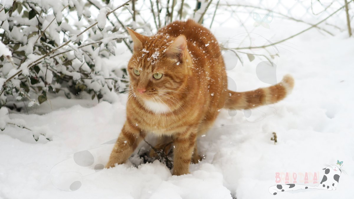 Bravo_Dada's tweet photo. Happy #Caturday everyone! ❄️☃️🌨️
#BravoDadaCats #CidMoustache #CatInSnow #Cat #CatsOfTwitter #CuteCats https://t.co/mlOIoqxMKJ