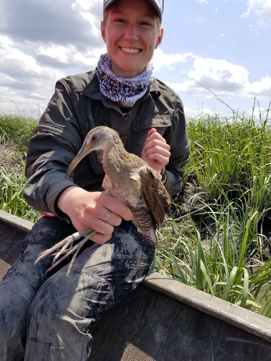 I have an unexpected opening, so I am in search of another field technician! Flexible start date, housing provided, cool birds, and a cooler boss 😎

wfscjobs.tamu.edu/jobs/clapper-r…