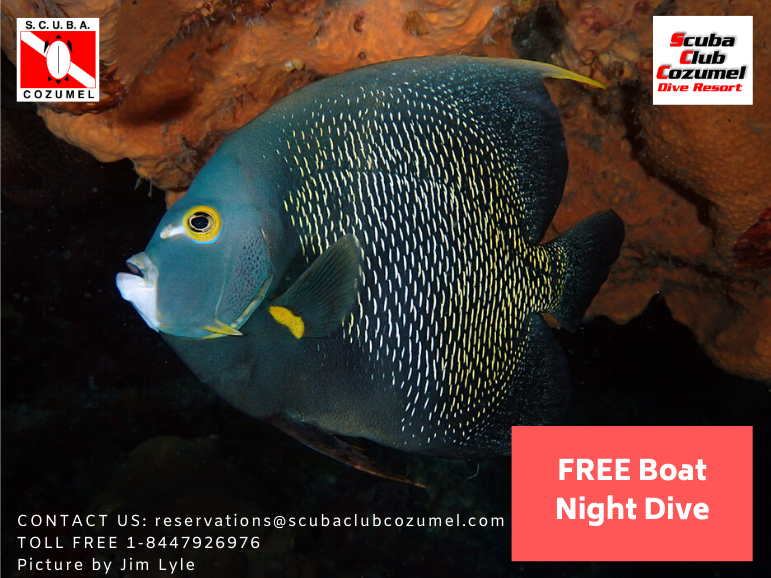 ScubaClubCzm's tweet photo. https://t.co/Yl8svLRYxh April &amp; May special is out now! #scubadiving #cozumel #diveresort https://t.co/fEvIFdKM3q