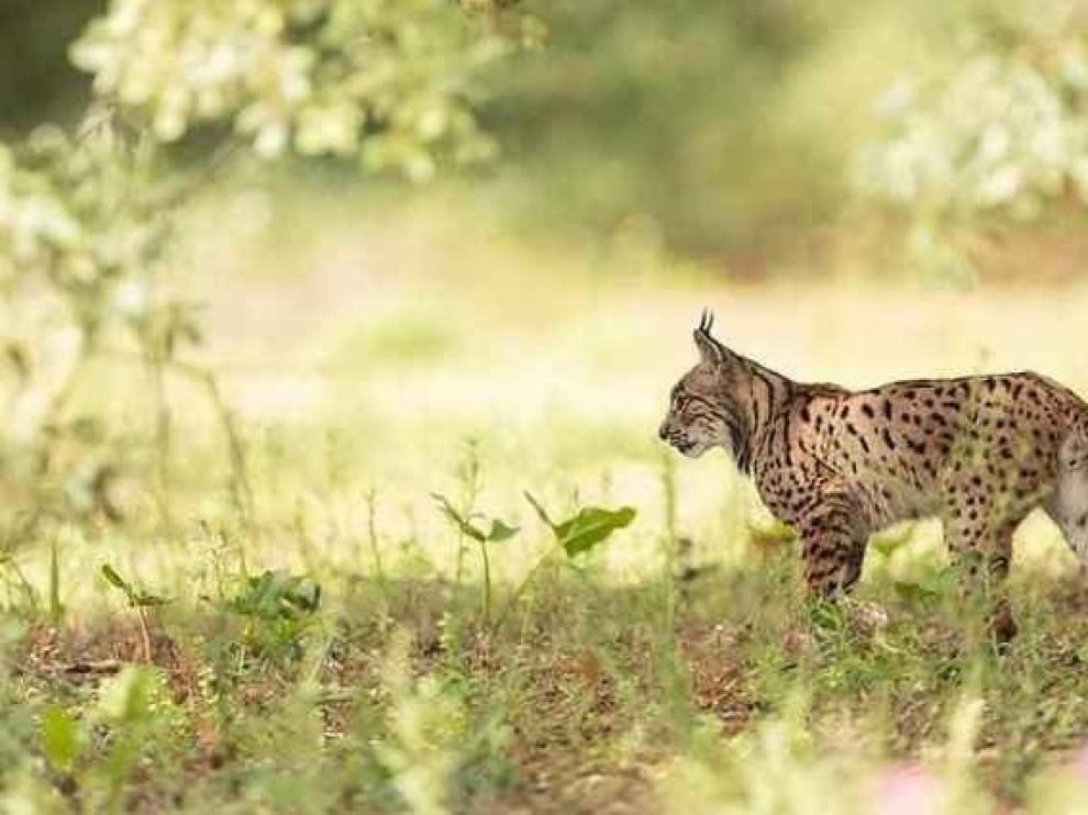 Confirman la presencia de un lince ibérico en la Sierra de Gredos en Ávila

➡️bit.ly/2uEObbR

vía <a href="/20m/">20minutos.es</a>