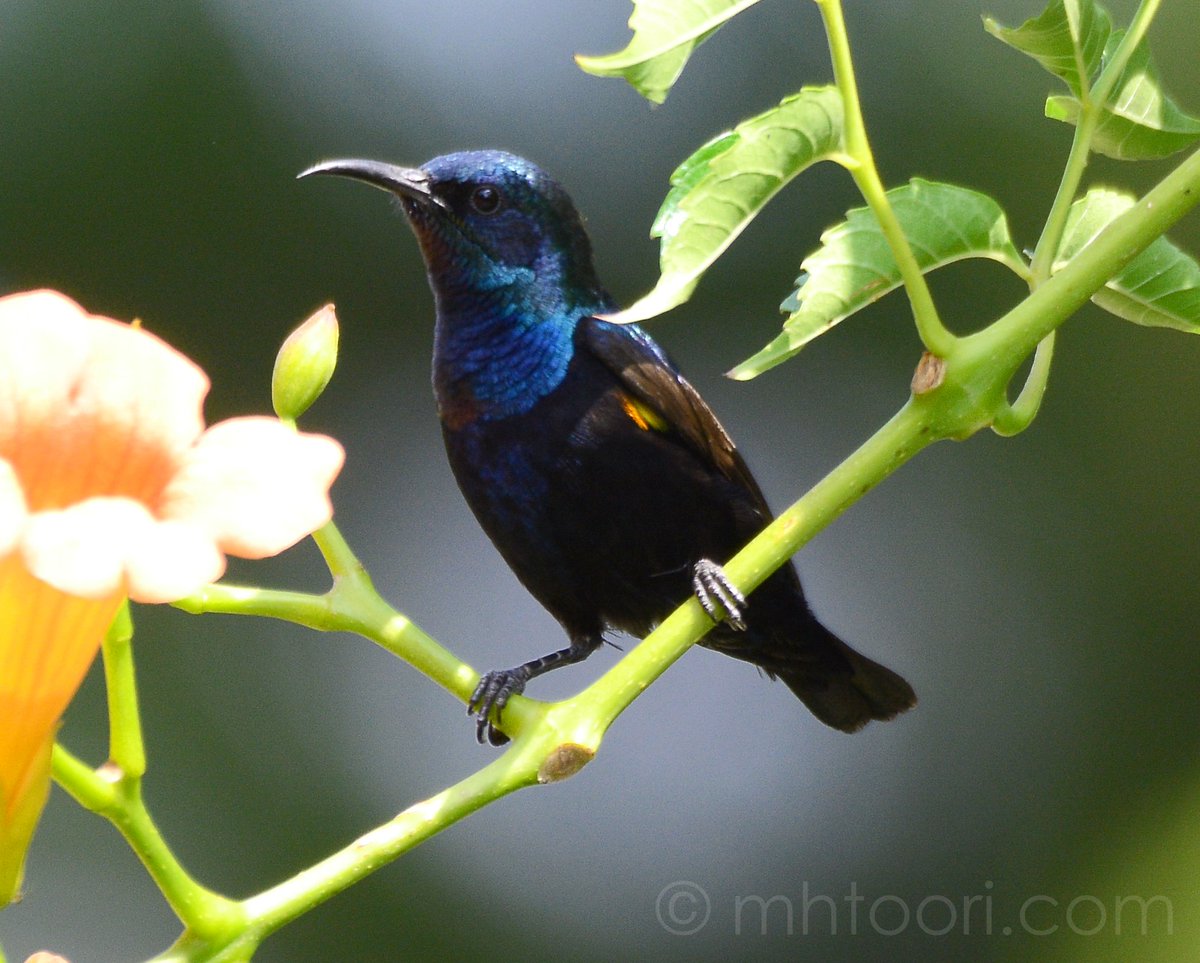 muzamil_toori's tweet photo. Allah is the Best Creator
Crimson Sunbird Islamabad #Birds #birdsofheaven #Islamabad #mhtoori https://t.co/iYpwC6yTqj