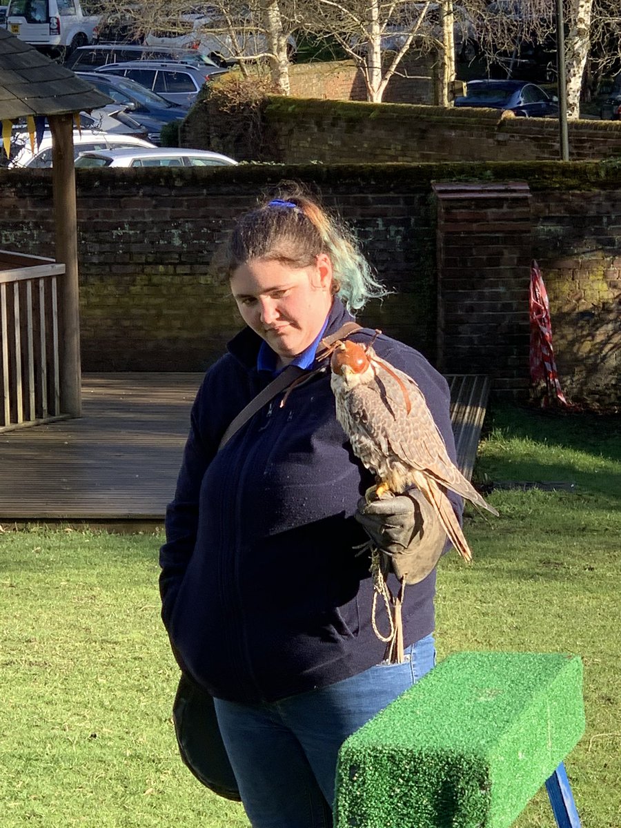 We hope everyone enjoyed the dramatic ending to the birds of prey show! #STAHSSTEMFest