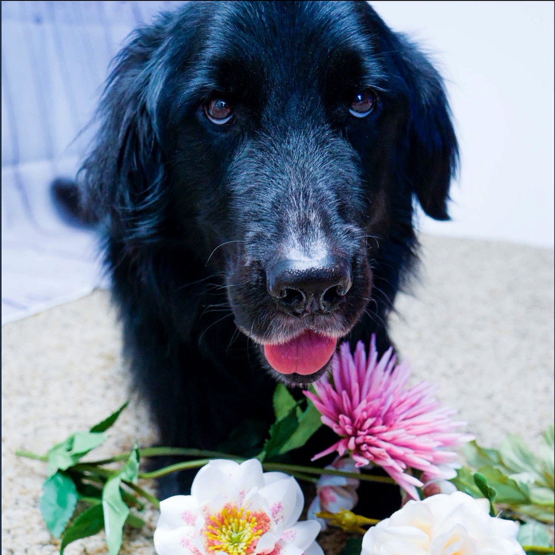 norabbydesign's tweet photo. Porter only posed for me because I was holding a cookie but I'll do anything to photograph that precious face. He got many treats and pets for being a good boy. #dogsofinstagram #goodboy #gooddog #preciousface #cookies #photography #photographer #shutterstock #adobestock #love https://t.co/QK1oW3sVkU