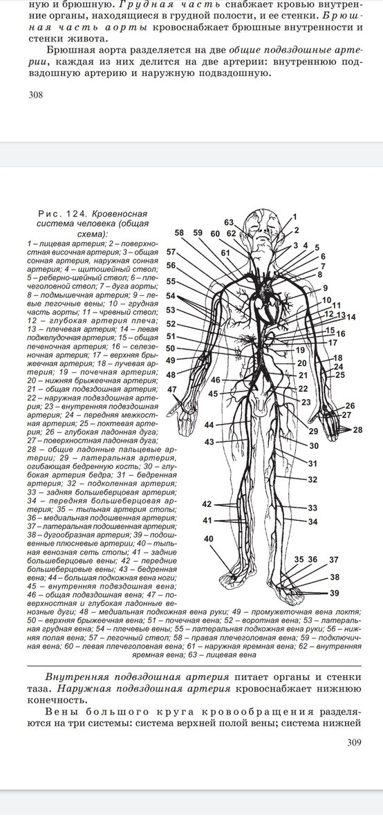 Артерии и вены тела. Артериальная система схема артерий. Артериальная система анатомия схема. Венозная система человека анатомия схема расположения. Венозная и артериальная система человека схема.