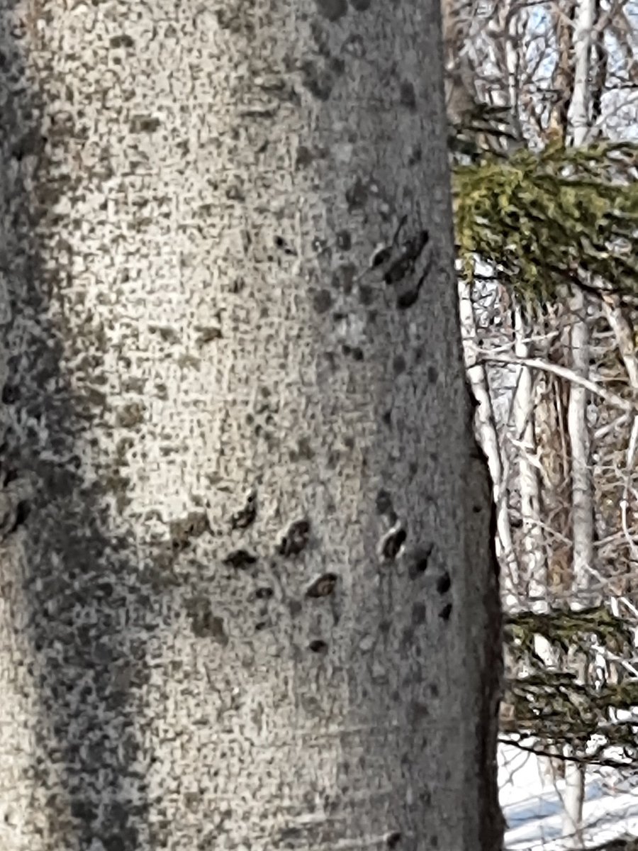 RunDiverCar1888's tweet photo. Bear claw marks on our trees. Happy to find these! They are back. They love climbing these non sappy Beech trees
#Laurentians #animalgeek #bear #bearclaws #snowshoeing https://t.co/NDzXdLsNft