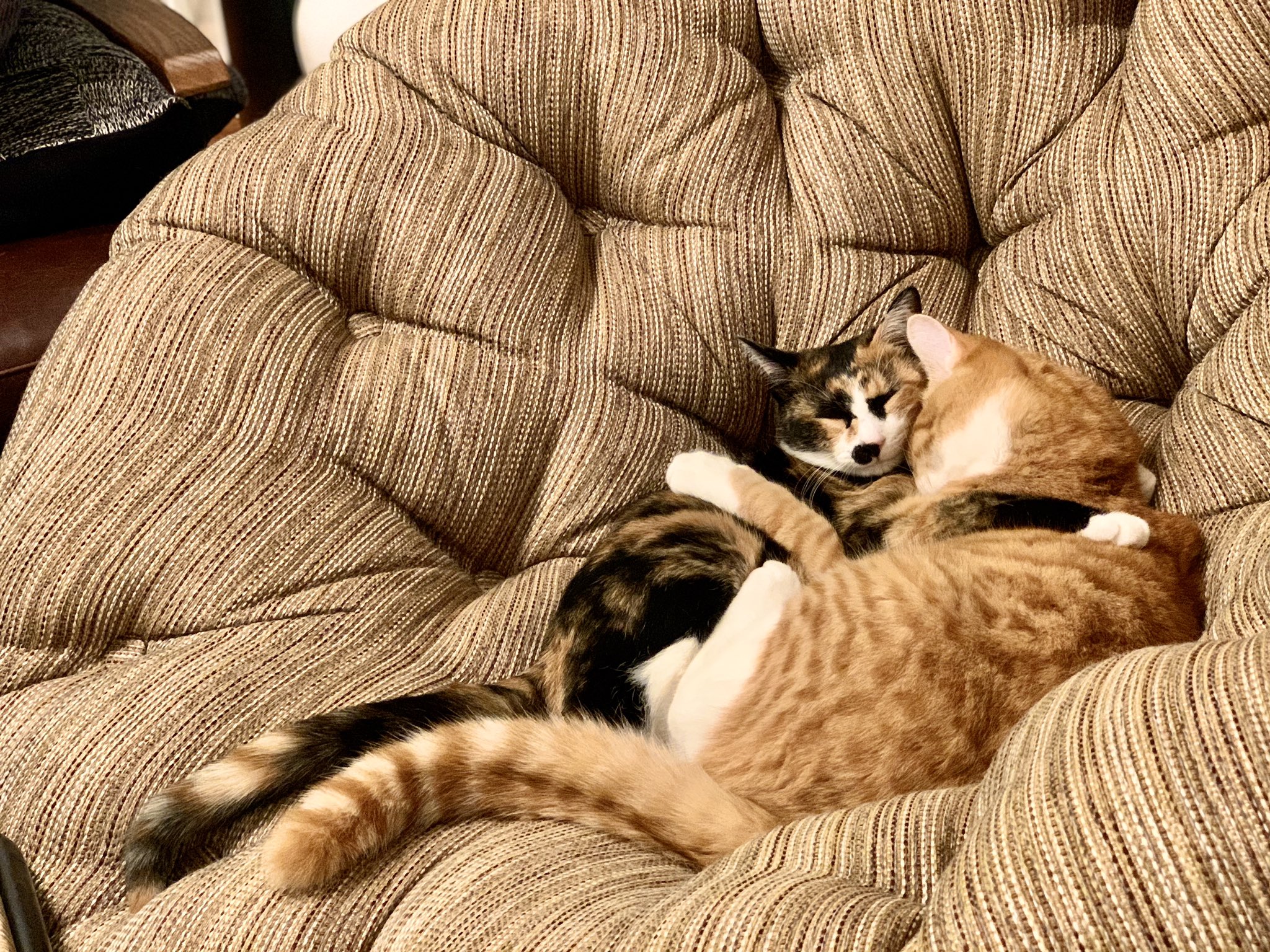 カズワタベ 猫同士が仲良くしてるの尊すぎません ネコワタベ T Co Wvnyqvykaz Twitter