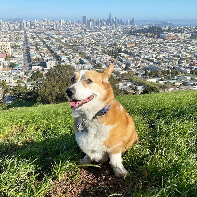 wafflescorgi's tweet photo. Back in the bay! https://t.co/QjlxzP1cN9 https://t.co/zMlZqqHbPB