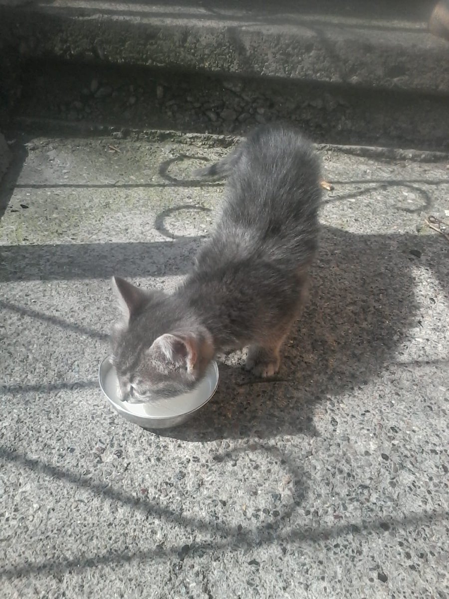 Rescue teams, please help me to continue saving stray cats🚨🚨🚨Please Help 😞😓🙏🙏🙏🚨