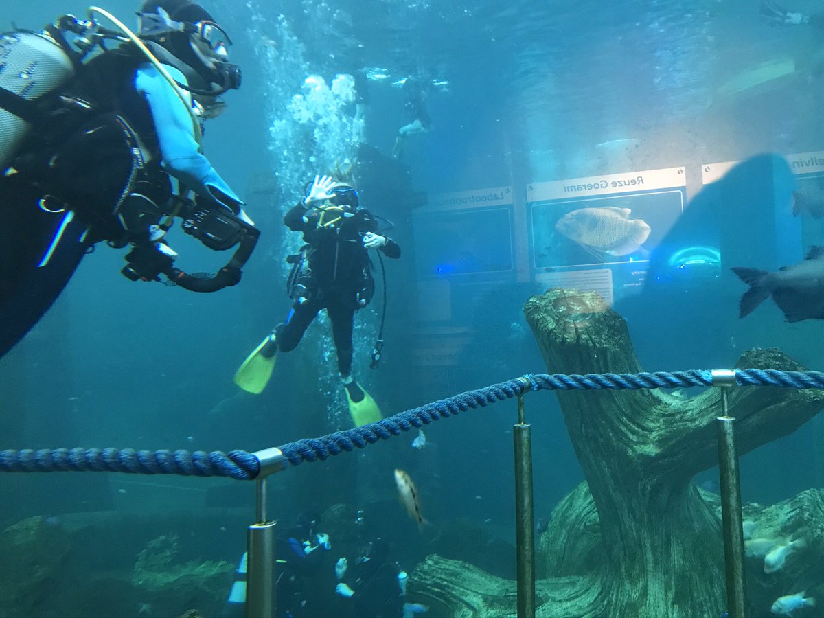 HARKEStransport's tweet photo. Mijn mannen aan het duiken bij @TodiDiving #livetodive https://t.co/1HNOYPBHMA