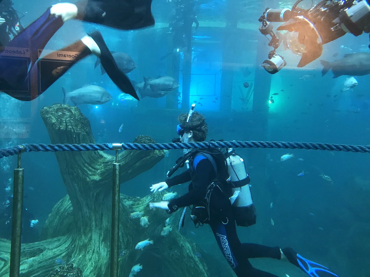 HARKEStransport's tweet photo. Mijn mannen aan het duiken bij @TodiDiving #livetodive https://t.co/1HNOYPBHMA