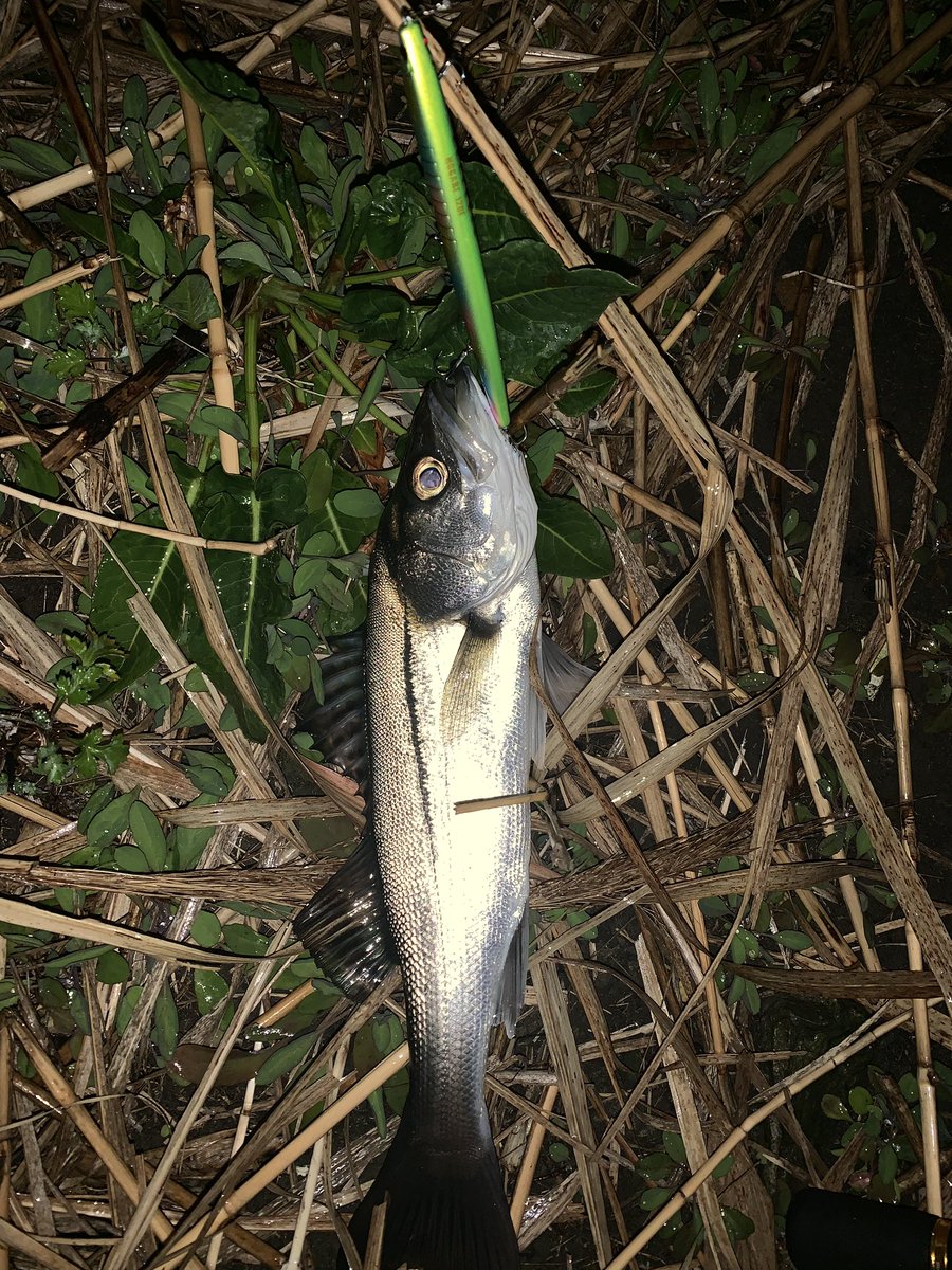 Shumiru_sb's tweet photo. 本日は、河川のバチ抜け狙いもバチは見られず。ただ魚はバチを意識してるようです。
バチのシーバス釣りが学べるツアーも続々登場！
https://t.co/ZiiiCWZXhg https://t.co/BpbuZqYRmz
