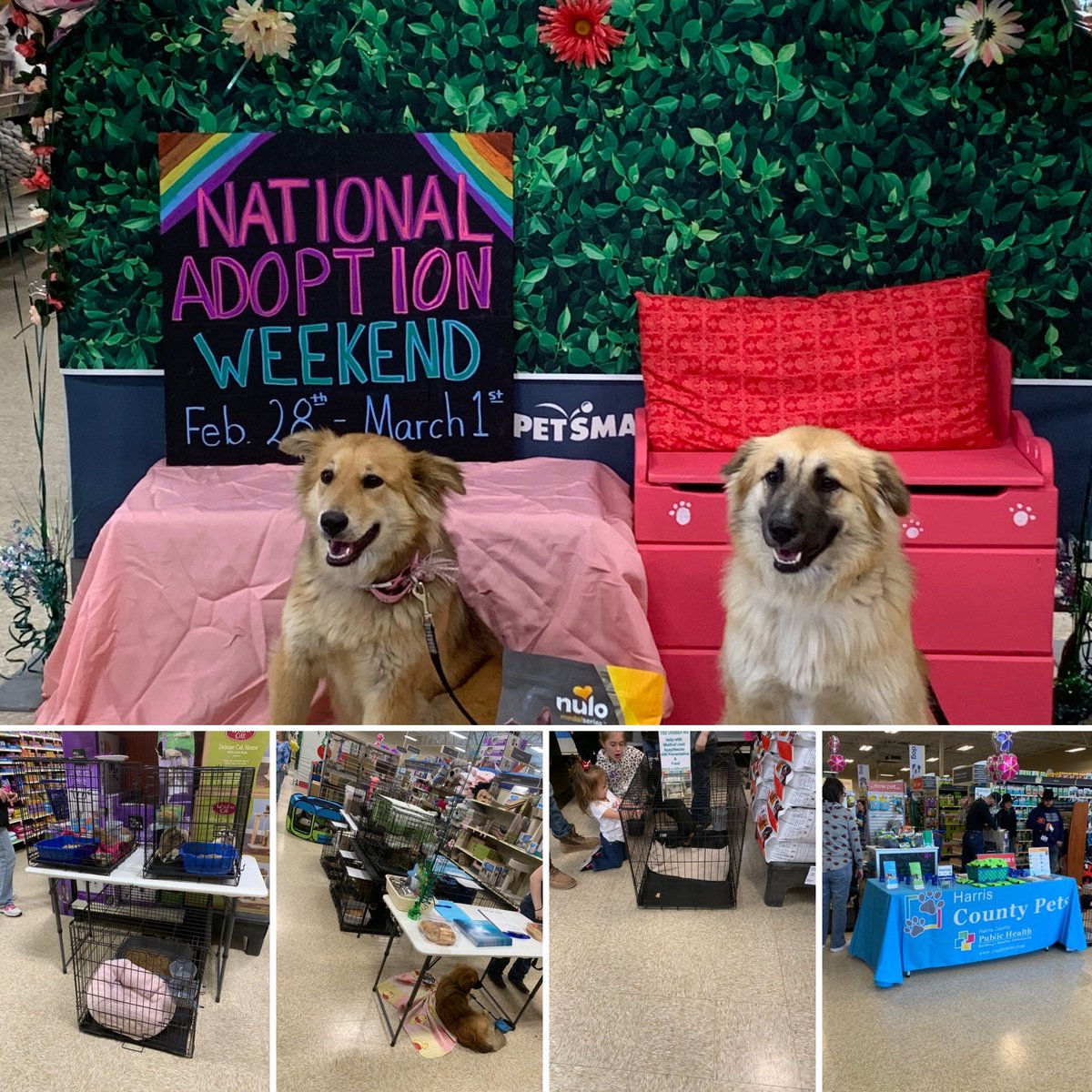 Petsmart 1642 tweet media