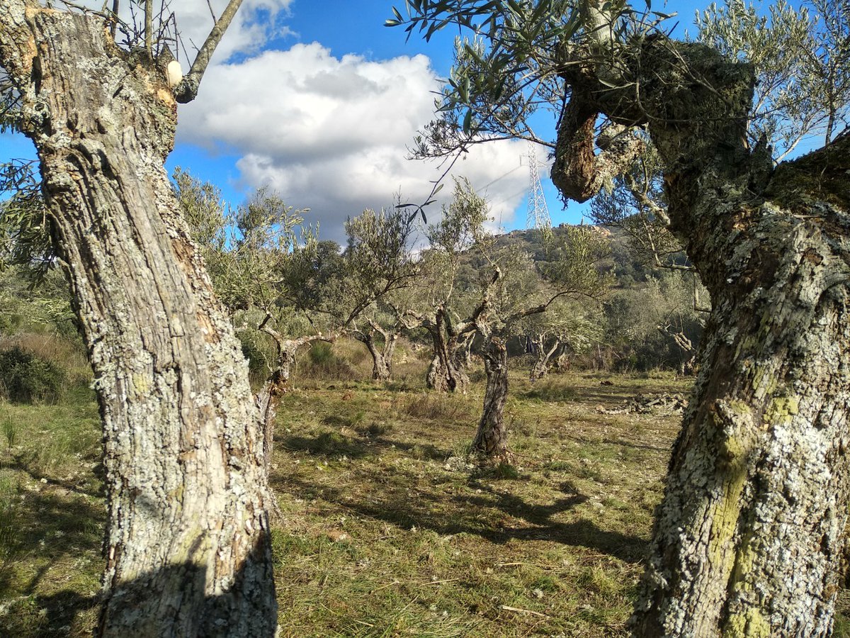los_pago's tweet photo. Parte 13 Concluimos con la limpieza y recuperación del #olivar de Vallongo en #Fermoselle. 💪☺😍 #AOVE #EVOO #Zamora #CyL #LosArribes #naturaleza #AceiteDeOliva #Diseño #bellezanatural https://t.co/0oTu4pcsHw