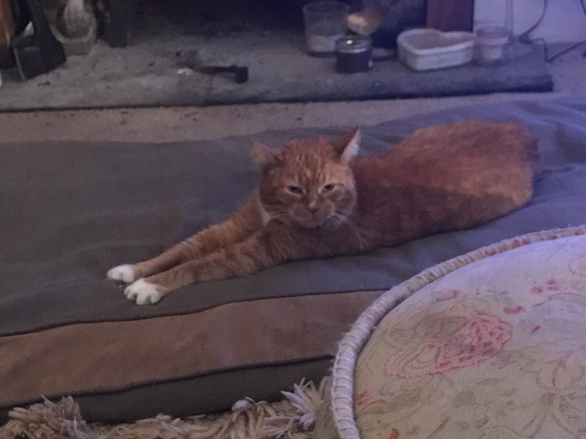 There's no room here and Horace isn't budging. #Caturday