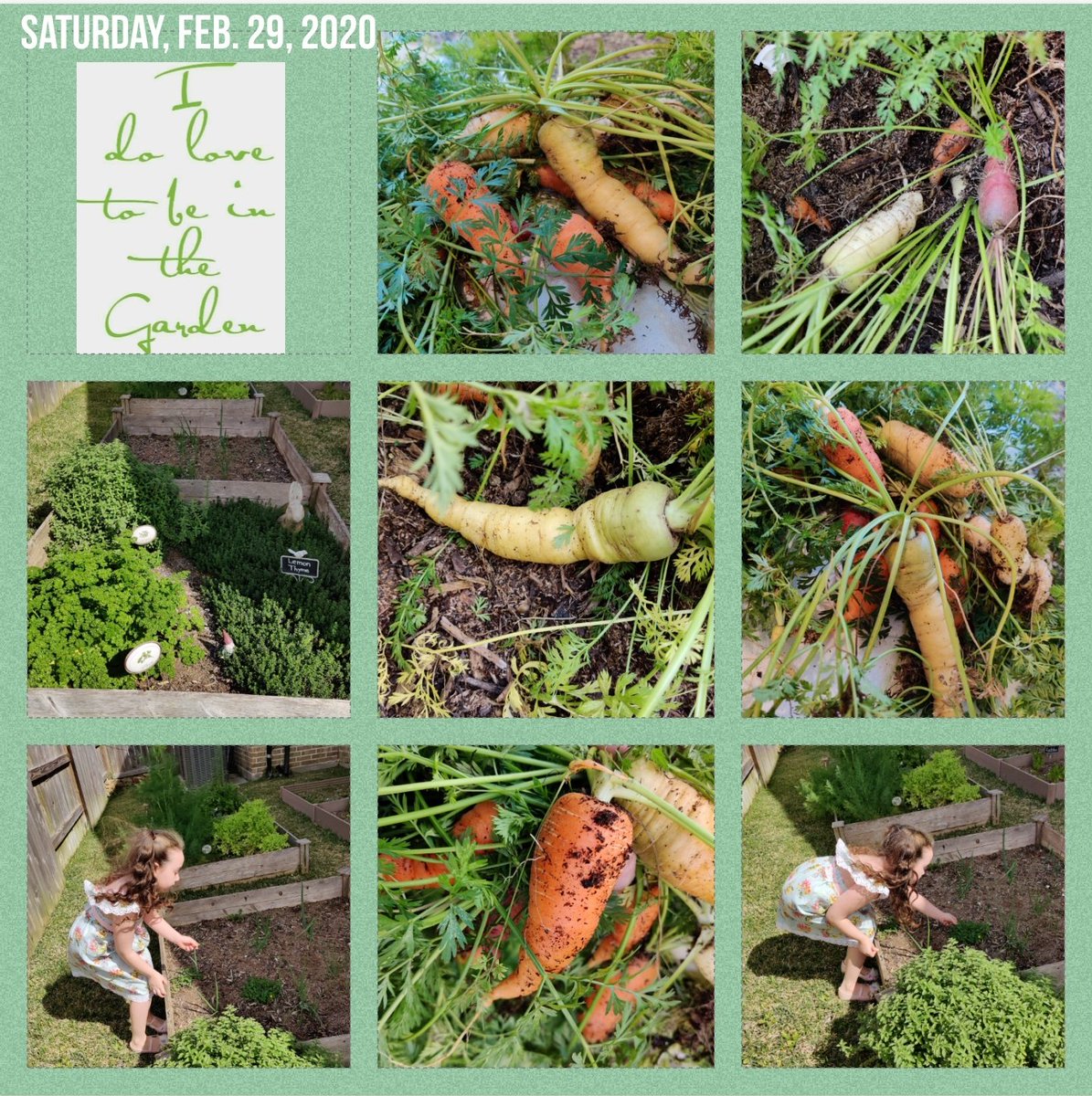 Power outage this morning in our neighborhood for approximately 3,000 homes and I'm okay with that because I'd rather be in my garden anyway! 💚 I happily harvested my rainbow carrots! 
🥕🧺🥕🧺🥕 #Garden
 #GardenEnchantment