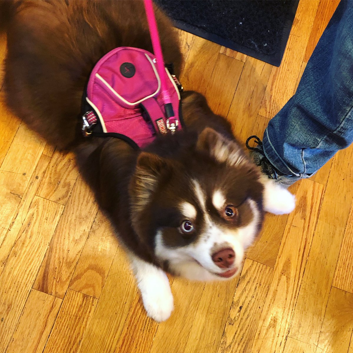 Miss Laila is a super sweet Pomsky and she is just all fluff! 🐑🐶