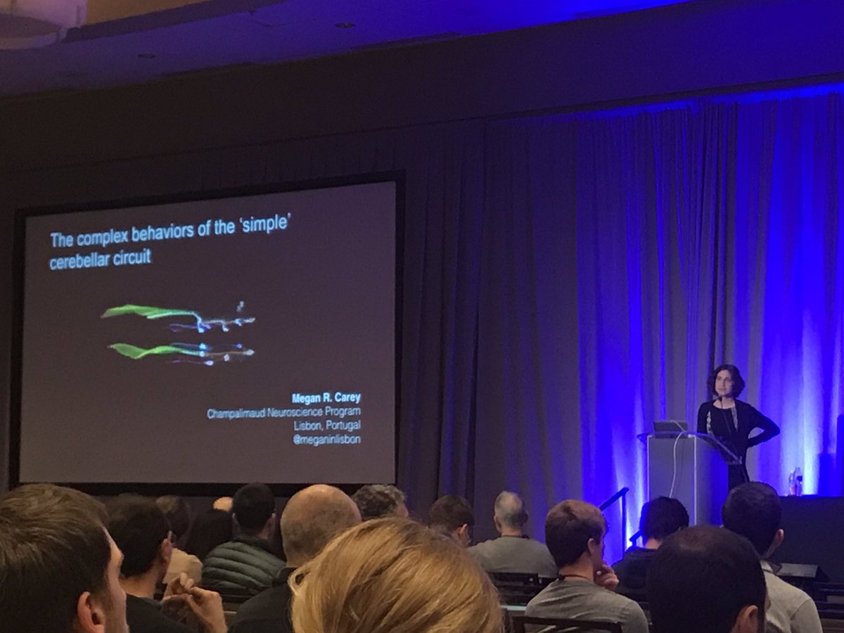 tiagogmarques's tweet photo. So proud to see @meganinlisbon from my PhD institute @Neuro_CF presenting the beautiful work from her lab on the cerebellar control of locomotion at #cosyne20 https://t.co/mr8YZI876b