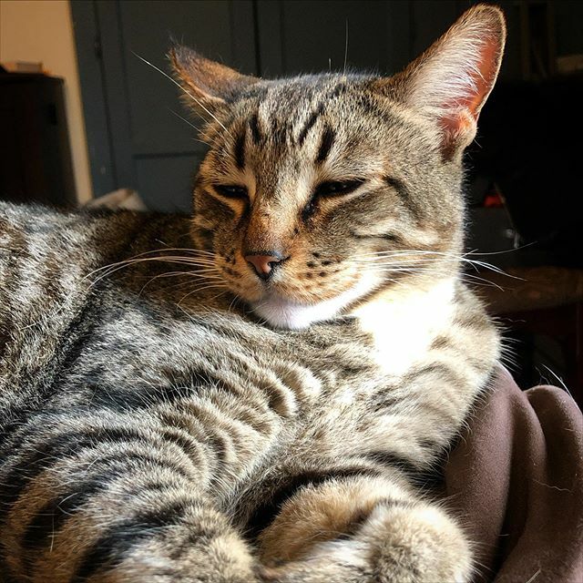 zellykat's tweet photo. One cool Jack. Chillin’ with his mama. I know I usually post my non art photos on @eclecticfable but I had to share this moment. Quality time with Jack is rare. .
.
.
.
#chillday #catsofinstagram #catlife #myjack #tabbycat #tabbycatsofinstagram #artistli… https://t.co/JFXDZIBa56 https://t.co/K38ViPbJA4
