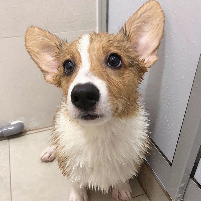 Little fox does not like to bathe, but don’t worry guys, he was rewarded with his favourite treato after this! (But look at his face 😂 he’s like “ seriously mahm? Shower also wanna take photo?”)#corgistation #corgitown #corgistagrams #corgisofig #HBDtoWONHO Taliban