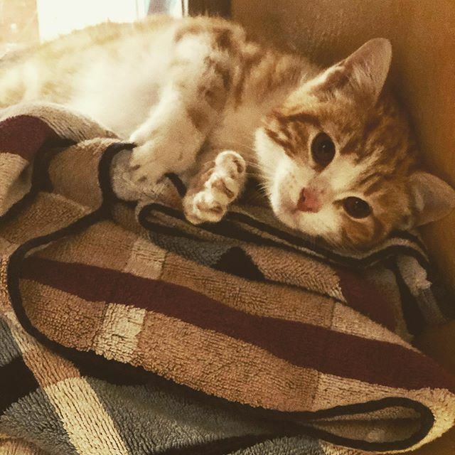 Doughboy is just that, a loveable lump.  He’s a little shy but absolutely loves his head scratched and would make an excellent addition to anyone’s home and family.  Come see him and the other kittens we have down here for our #NationalAdoptionWeekend wi… ift.tt/2VAluYG