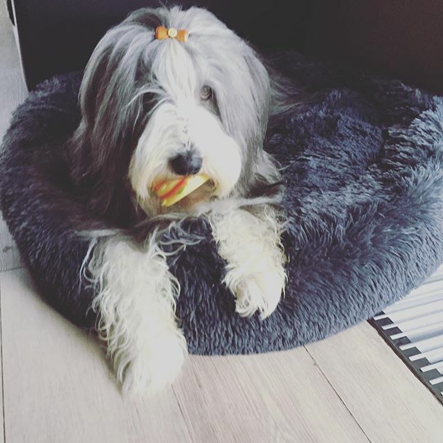 Dreamdog tweet media