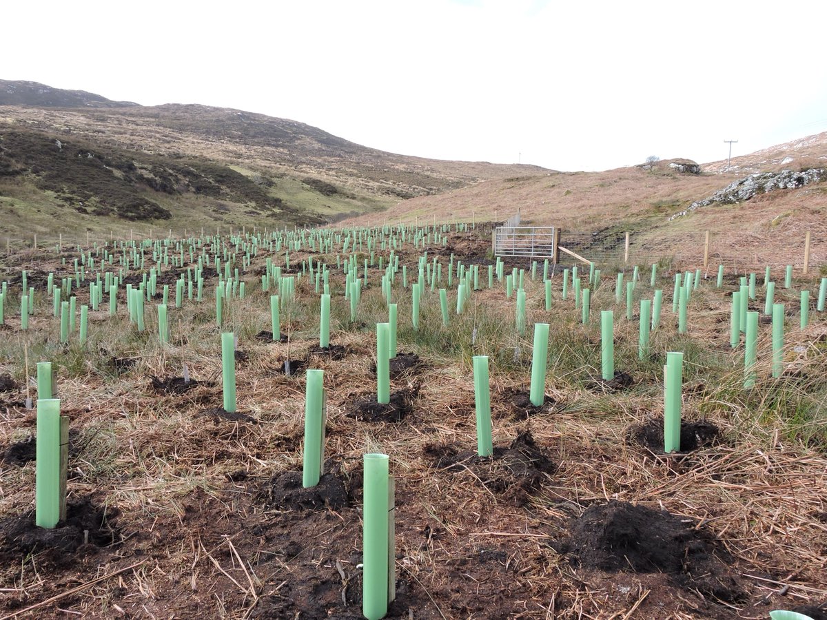 Spent the past few days helping a neighbour plant a woodland on her croft: 1500 native trees with a few sycamores for good measure. It'll soon be great habitat for Barra's breeding and migrant birds. Who knows, by the time the oaks mature we may have breeding Iberian Chiffchaffs!