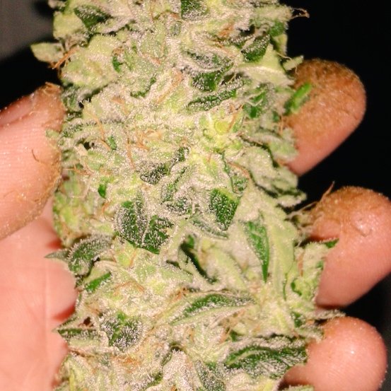 Topshelfatx1's tweet photo. Austins finest 😤 #atx #CannabisCommunity #cannabusiness #SXSW2020 #austintexas #Austin #sxsw #gorillaglue #jungleboys #bernerscookies #mmemberville #itrap #exoticpop #ladybirdlake #bankrollfresh #gelato #topshelfindoor https://t.co/kIoSvNakHR