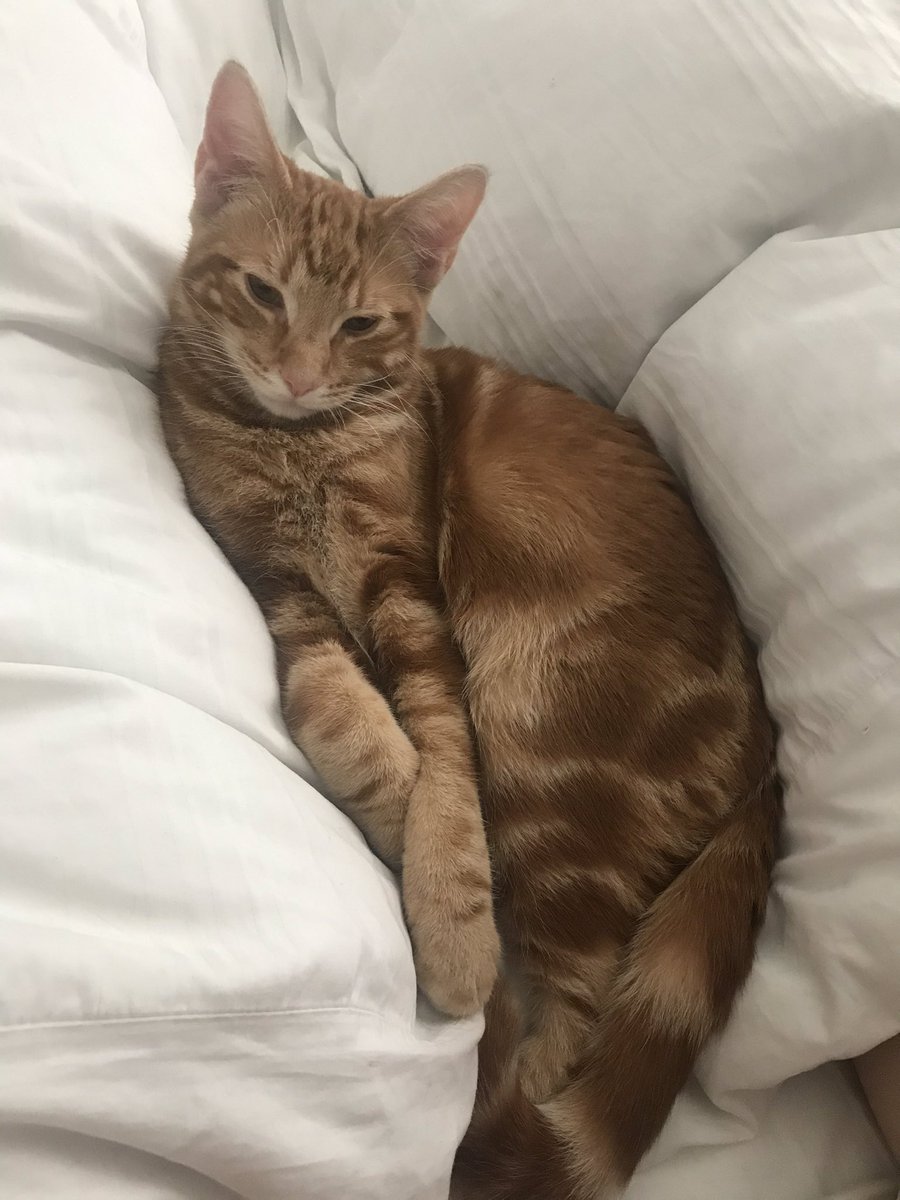 SDavyO's tweet image. Happy six month birthday to these two little terrors! 😻😻