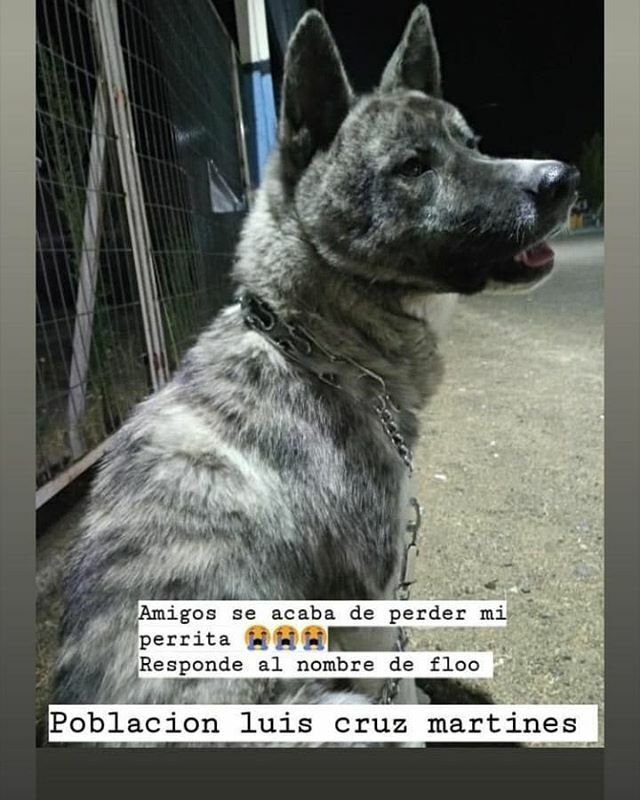 Perrita perdida!!! Cualquier información hablar a +56984083938 o a @macazamoranocaro