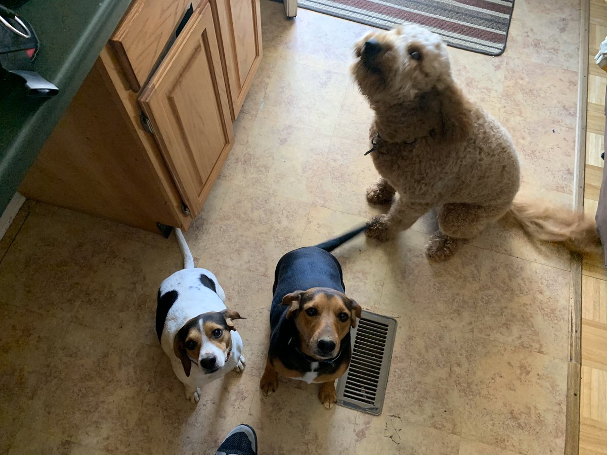 Predxican98's tweet photo. Hanging out with the fur baby’s in MEMPHIS !! Yes they love me !! #BestManFriend #DoggieDay https://t.co/mbML2hIptI