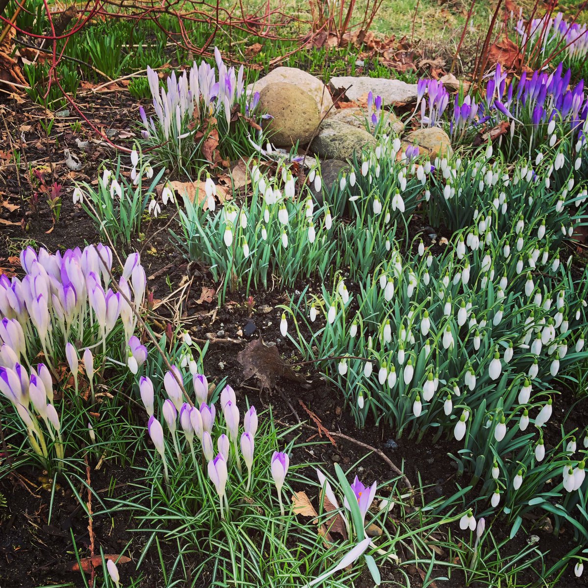 It’s Feb 17th and I’ve declared it springtime in YVR