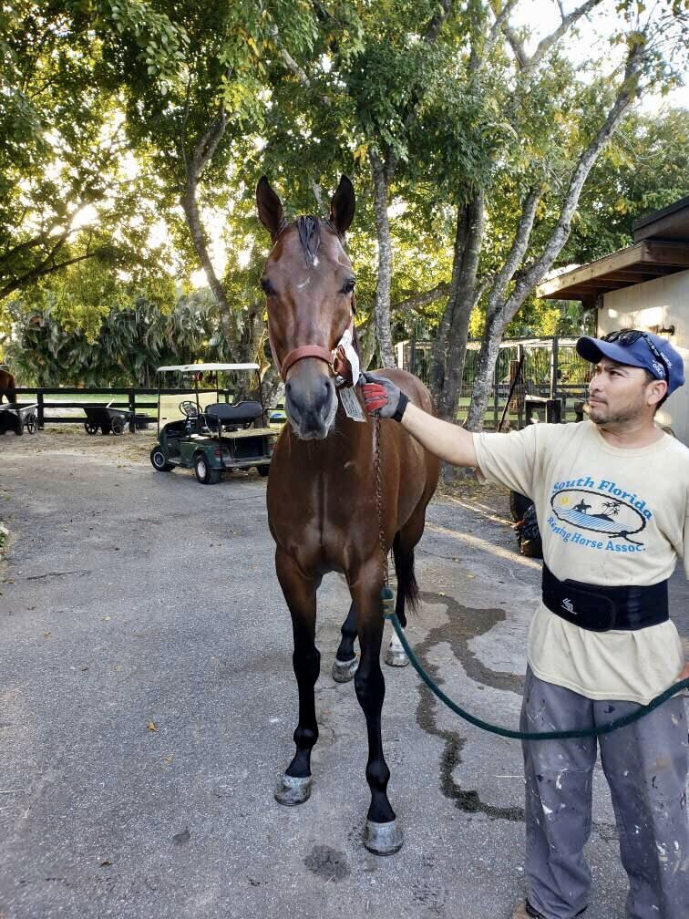 ShelleyBlodgett's tweet photo. DALLAS STAR (2015 KY-bred G 17-starts) had nice bath today at FL layover farm after more turnout time. 2mrw, 🐎leaves 5:30am for #TexSutton✈️ to California. Thank you @AfterFinishLine for the grant to cover his USDA quarantine & ✈️ from PR to MIA. Thank you everyone who donated! https://t.co/t94U2WJFzo