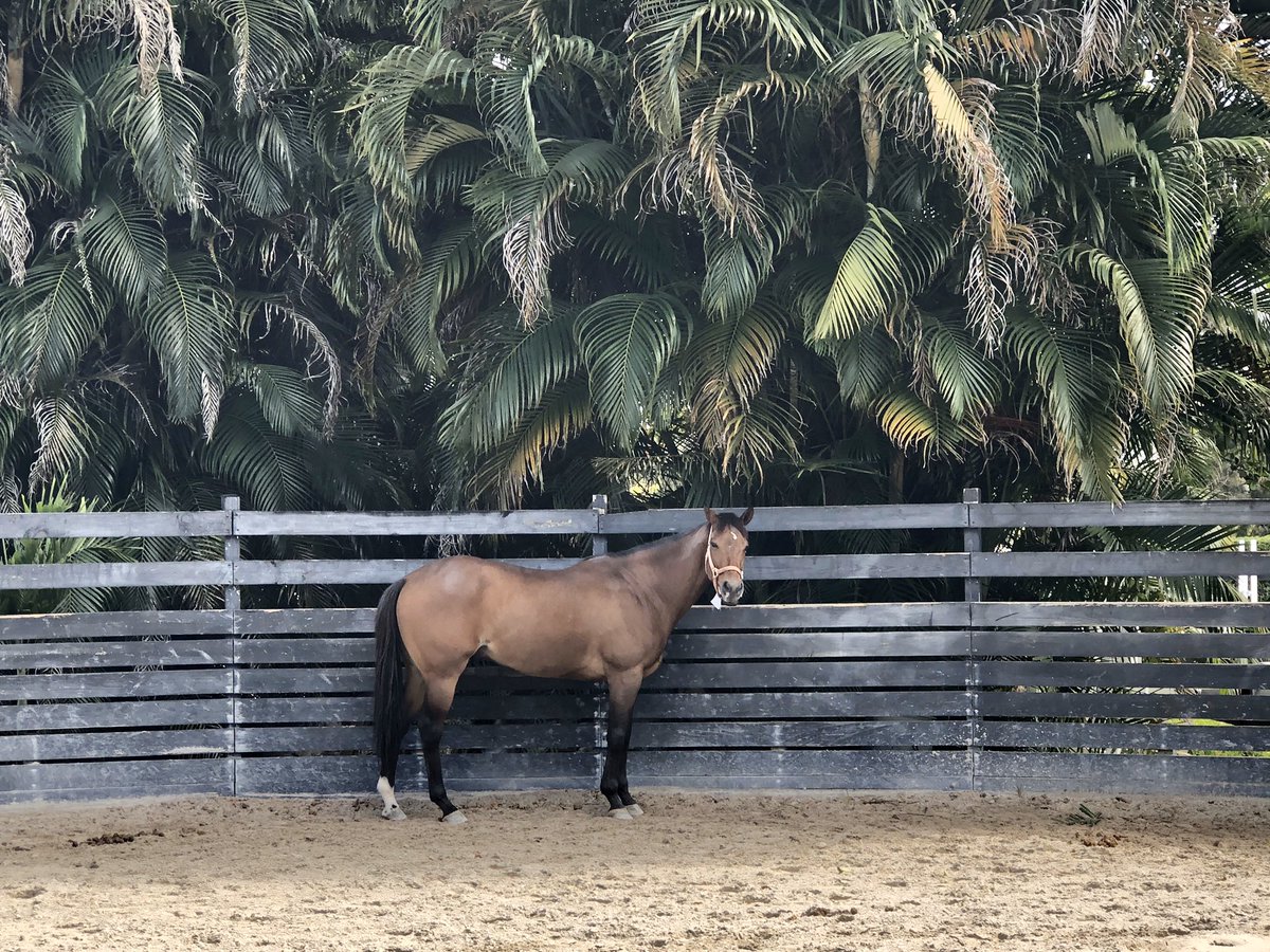 ShelleyBlodgett's tweet photo. DALLAS STAR (2015 KY-bred G 17-starts) had nice bath today at FL layover farm after more turnout time. 2mrw, 🐎leaves 5:30am for #TexSutton✈️ to California. Thank you @AfterFinishLine for the grant to cover his USDA quarantine & ✈️ from PR to MIA. Thank you everyone who donated! https://t.co/t94U2WJFzo