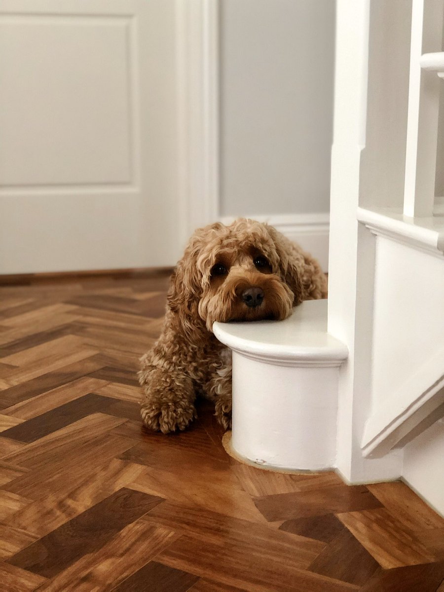 LuckyCockapoo's tweet image. Waiting for my walk...
