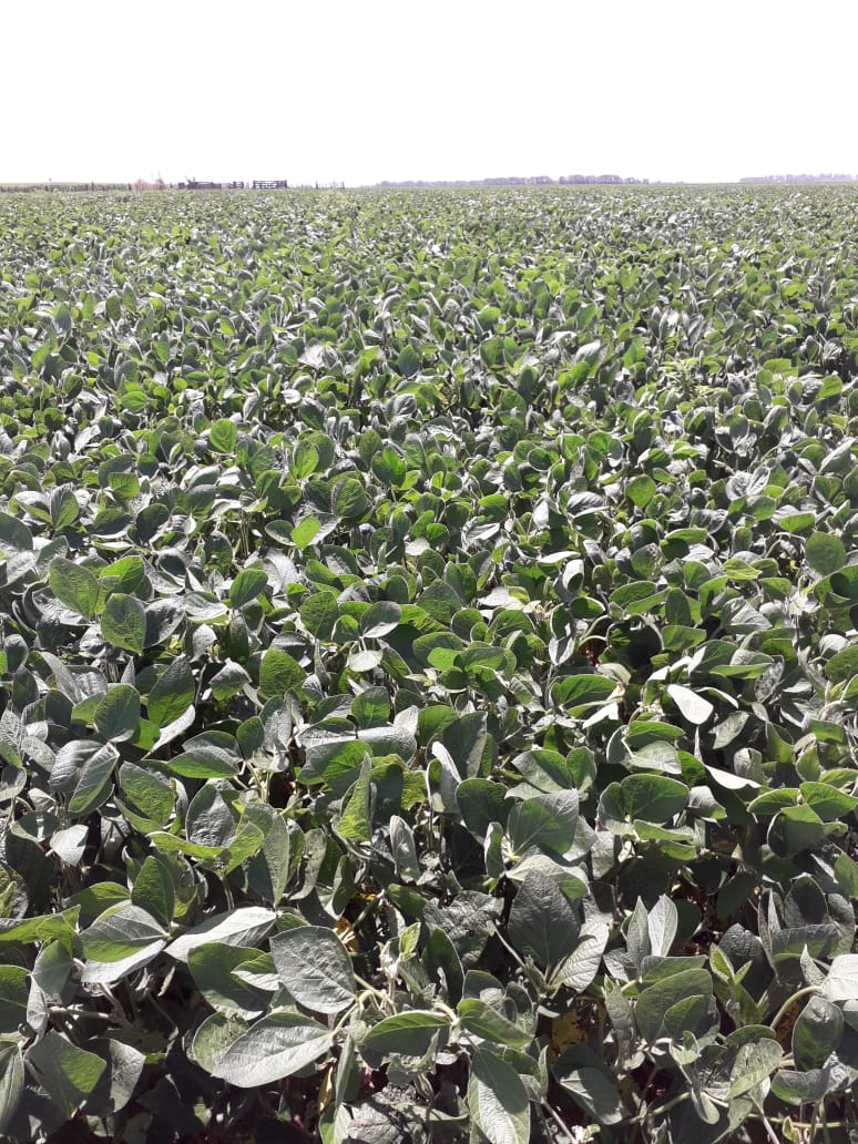 bioceressemilla's tweet photo. #BioRecorridas Visitamos Vicuña Mackenna en Córdoba, para recorrer lotes de #Biosoja 5.21 tratadas con #RizoliqLLI, #RizodermaSoja y 25 kg de #MicrostarPZ de @RizobacterARG 🌱 https://t.co/fOgSA6E4Sd