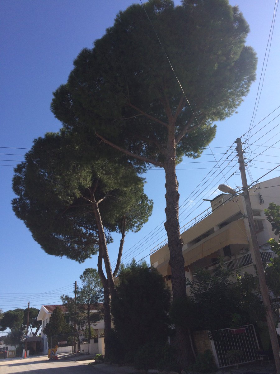 n_santama's tweet photo. Ακολουθεί θρεντ (αυτός ο τόπος δεν έχει σωτηρία)
1/ Αγαπητοί φίλοι,
Βλέπετε αυτά τα υπέροχα παλαιά πεύκα, ηλικίας πολλών δεκαετιών και μεγάλου ύψους στην οδό Γεωργίου Αναστασίου Αγ Ανδρεας στη Λευκωσία? Λοιπόν, δε θα τα ξαναδείτε! Γιατι?....
@NicosiaMunicipa @CyfieldGroup https://t.co/V9VgIqeknV