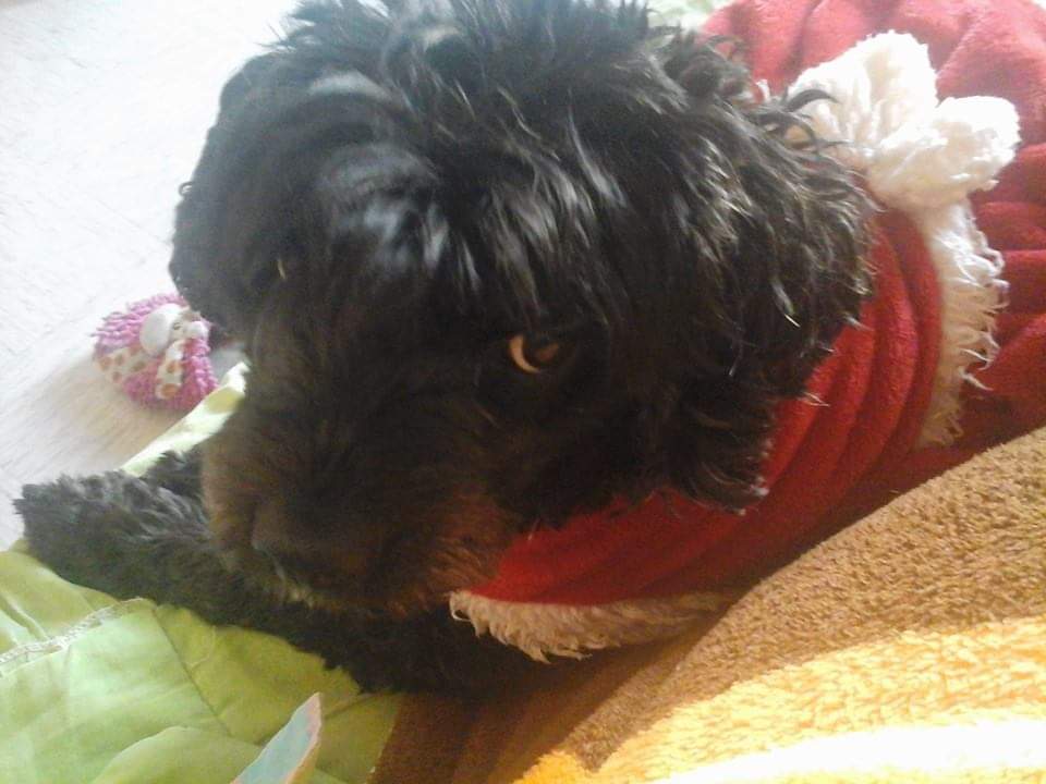 FRANCISCOGARC82's tweet photo. El sábado mi perrita Laika cruzó el puente del arcoiris , tenía 12 años y desde el año pasado fue diagnosticada con cáncer. Su salud se fue deteriorando cada vez más así que decidimos dormirla . Fue una decisión muy dolorosa , pero sé que ella me esperara allá en el arcoiris 😪 https://t.co/n1yn9FhcF9