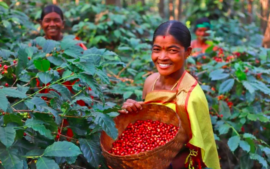 PerfectDailyG's tweet image. What makes a #coffee stand out: a dip into the world of #specialtycoffee bit.ly/38BJv5h via @CNBCTV18Live