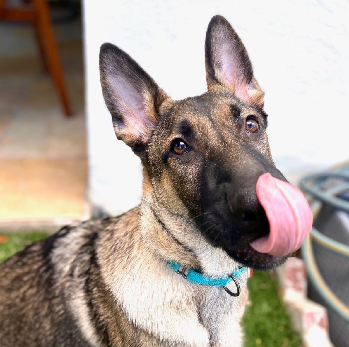 bobs german shepherd shoes