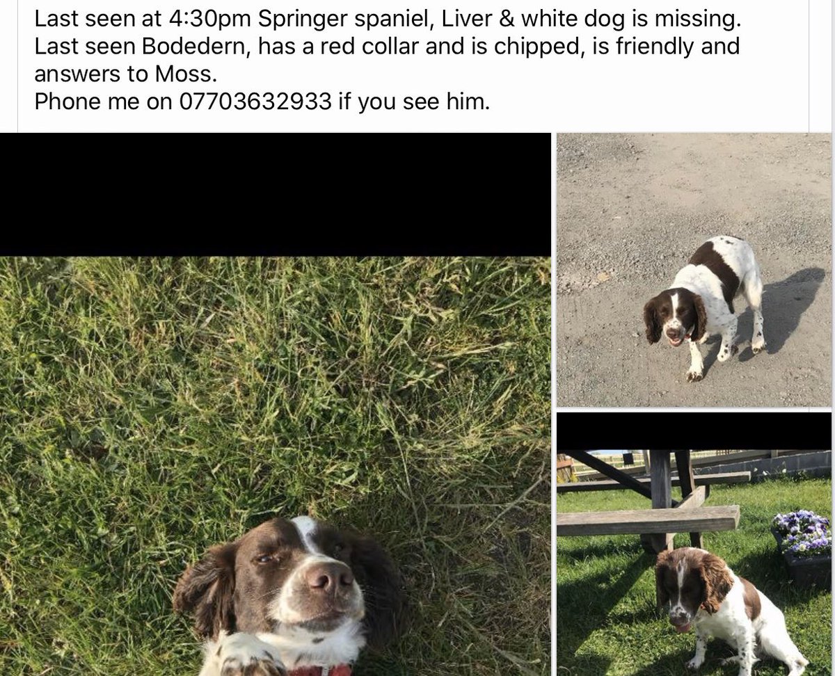 Can you help? #lostdog #springerspaniel #help #MondayMotivation #bodedern #findmoss @Facebook “help reunite lost and stolen dogs in uk” @facebook group dedicated to the cause for reuniting loved dogs with their owners throughout the UK! facebook.com/groups/8150321…