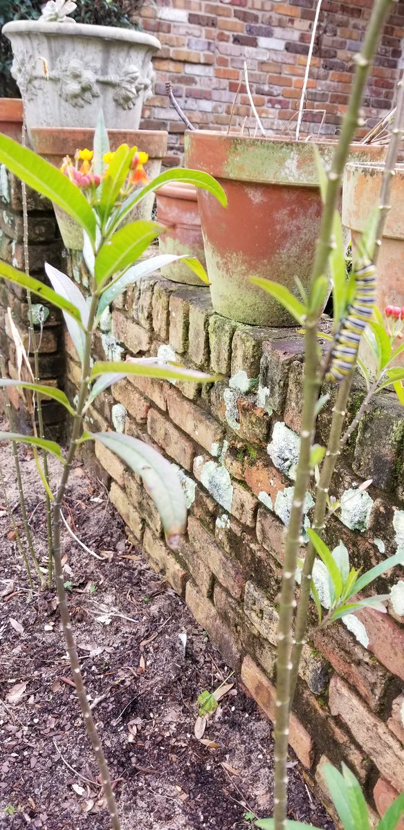 StaceyIB_enviro's tweet photo. Monarch butterfly on milkweed. #CreatingHabitats for vulnerable creatures in your front yard. https://t.co/RRsxmbv9Dl