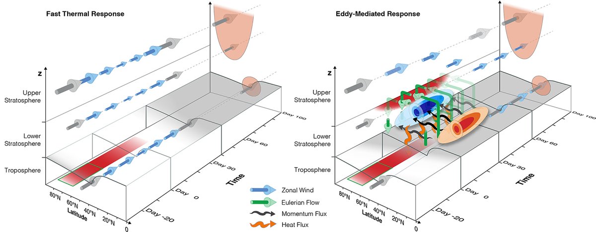 Research Highlight by Momme Hell: Recent study uses LE of an idealized GCM to demonstrate how episodic surface warming in the Arctic can lead to delayed responses in the stratosphere that persist for about 2 months, even in the absence of stationary waves
usclivar.org/research-highl…